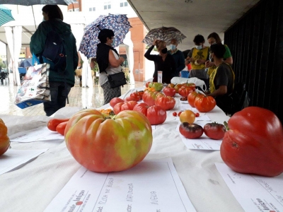El Banco Público de Semillas reparte simientes de tomate tradicional autóctono